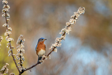 Eastern Bluebird perched on flowering Mexican Plum Tree