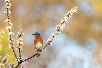 Eastern Bluebird perched on flowering Mexican Plum Tree