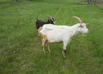 A herd of goats grazes on a green lawn.