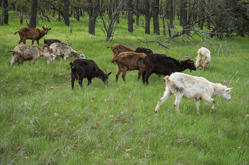 Obraz premium A herd of goats grazes on a green lawn.