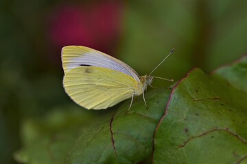 Pieris rapae - cabbage white butterfly on a beetroot leaf as a close up
