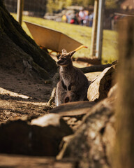 kangaroo in the zoo