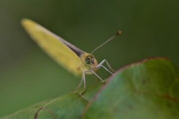 Pieris rapae - cabbage white butterfly on a beetroot leaf as a close up