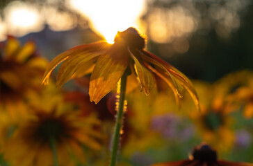 Silhouette of a crimson-yellow rudbeckia in the golden rays of the setting sun on a blurred background of a summer garden with rudbecki flowers. Gardening and floriculture. Summer symbols.