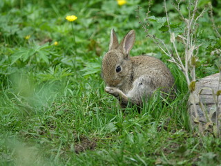 Naklejka na ściany i meble young wild rabbit (Oryctolagus cuniculus) taking some down time