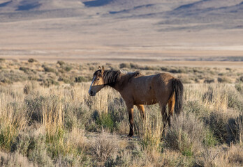 Beautiful Wild Horse in the Utah Desert