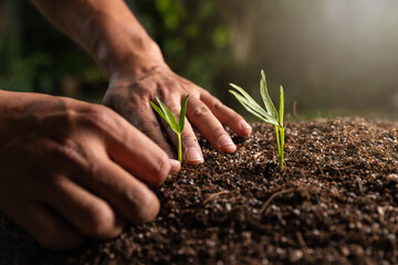 Farmer's hand planting young seedling into fertile soil.
