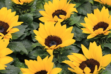 Fototapeta na wymiar Beautiful blooming sunflowers in July