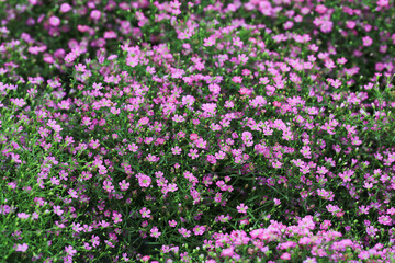Blooming gypsophila muralis in sunny July