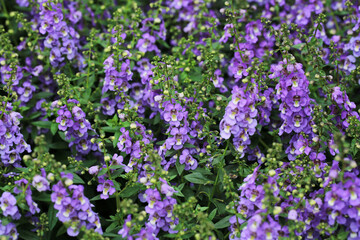 Obraz premium Blooming summer snapdragon in sunny July