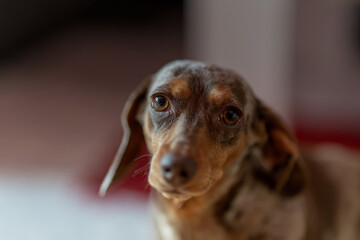 dachshund at home on couch