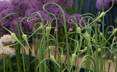 Unusual image of green allium buds with allium flowers in background