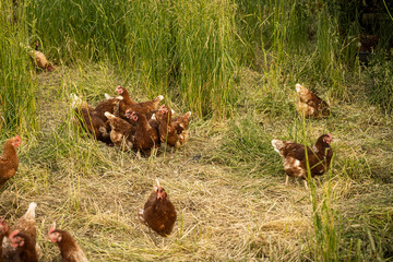 Chickens foraging in meadow