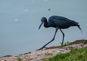Little Blue Heron