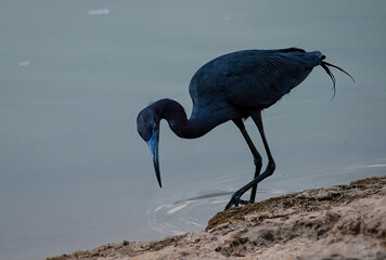 Little Blue Heron