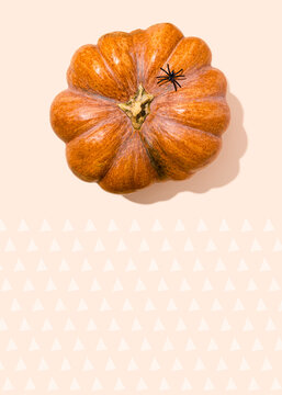 Studio shot of spider sitting on top of raw pumpkin lying against pattern of rows of triangles