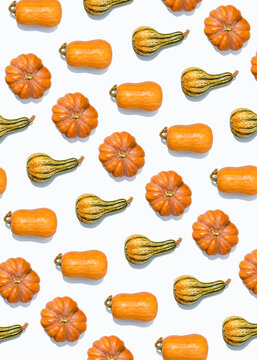 Pattern of various pumpkins and squashes flat laid against white background