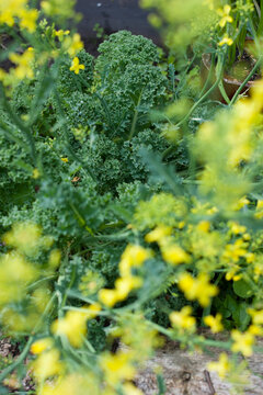 Kale growing in vegetable garden