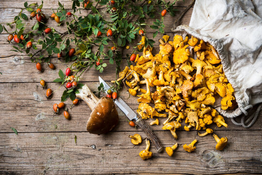 Rose hips, single porcini mushroom, kitchen knife and sack of chantarelles