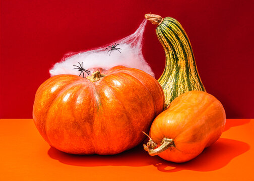 Studio shot of three different pumpkins and two spiders crawling on spider web