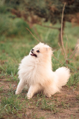 beige dog a dwarf pomeranian puppy sits on the green grass on a sunny day