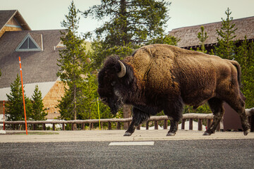 Bison crossing the road at the Old Faithful Inn color