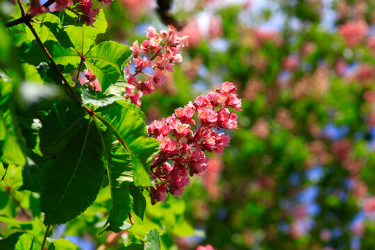 Blossoms of chestnut tree in spring