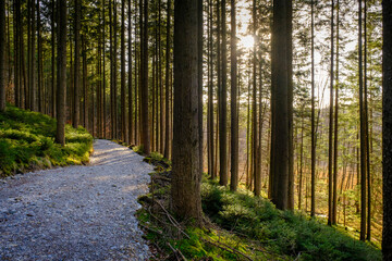 Footpath amidst tree trunk in forest