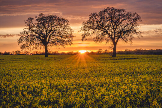 Oilseed rape field at sunset - Powered by Adobe