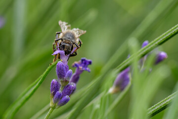 Biene im Lavendel