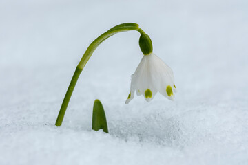 White Spring Snowflake flower in snow during winter