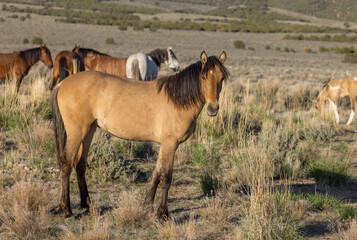 Beautiful Wild Horse in the Utah Desert