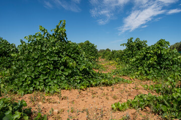 Fototapeta na wymiar Viñedo de uva blanca en crecimiento en verano