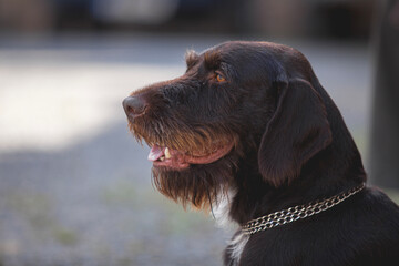 Bohemian wire-haired Pointing griffon (Česky Fousek) Czech breed of versatile hunting dog