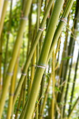 Green bamboo trunks close up