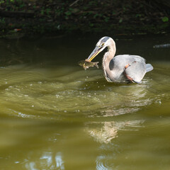 great blue heron (Ardea herodias) punctures the flank of a small fish 