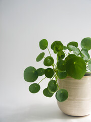 Side view of a pilea peperomioides, chinese money plant, pancake plant or UFO home plant in an...