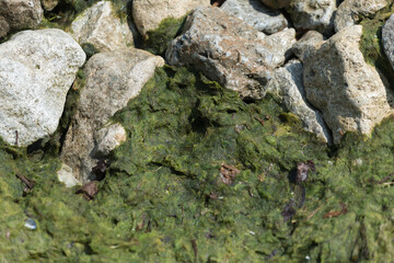 wet or soggy moss on gray rocks