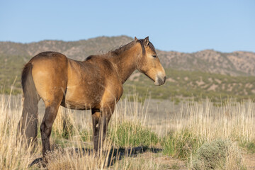 Beautiful Wild Horse in the Utah Desert