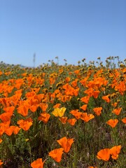 Poppies During the Super Bloom in California