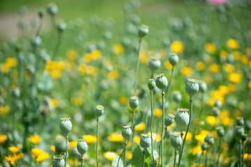 Obraz premium field of poppy seed heads under the sun