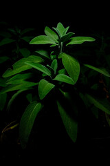 Salvia