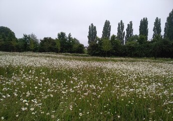 field of wildflowers