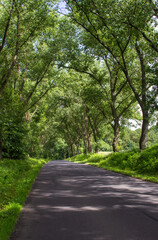 Obraz premium Droga wśród drzew