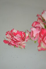 pink rose with water drops