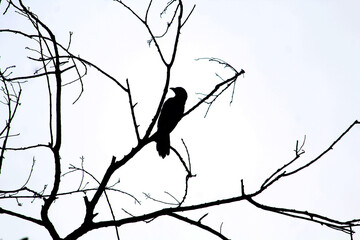 branches of a tree, bird on tree, scary vibes, black bird, dark side, crow on  branch, bird on branch, dry tree, rainy season , broken branch, canon photography, white sky, black and white photo
