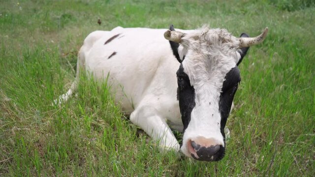 Black and White Dairy Cow Lying on Green Grass in Field And Chewing