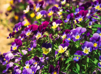 Beautiful blooming spring and summer flowers garden pansy