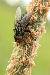 Sarcophaga carnaria, a large fly on a grass flower