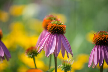 close up of pink echinacea or coneflowers in peak season set against a fantasia of soft bokeh colors